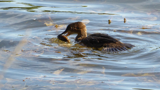 Eca Coliform Fecal Coliform - Association du Lac Long et Lac Morissette